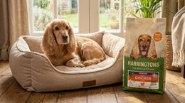 Chicken Dog Food