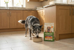 Senior Dry Dog Food