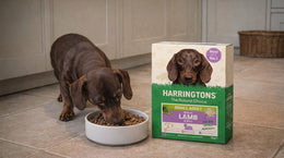 Lamb Dog Food