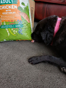 Customer photo from Debra P.'s review: My lab enjoys Harringtons wet and dry dog food.