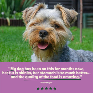 Grain Free Meaty Selection Wet Dog Food Bumper Pack 16 x 400g