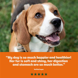 Grain Free Mixed Wet Dog Food Bumper Pack 16 x 400g