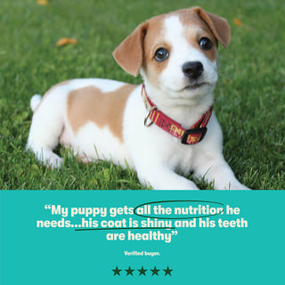 Dry Puppy Food Rich in Turkey & Rice 10kg