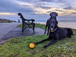 Two black dogs with tennis ball