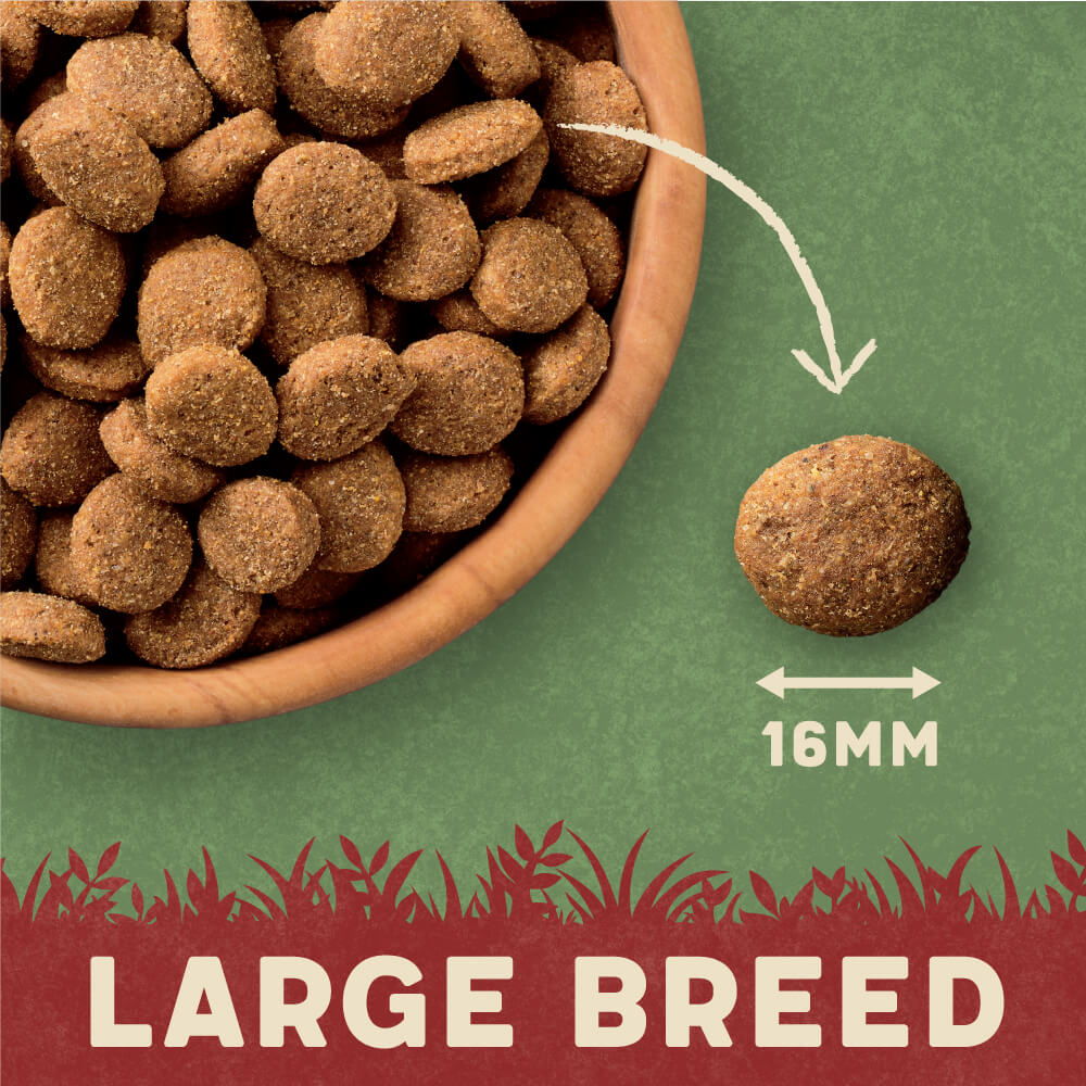 big breed dog food