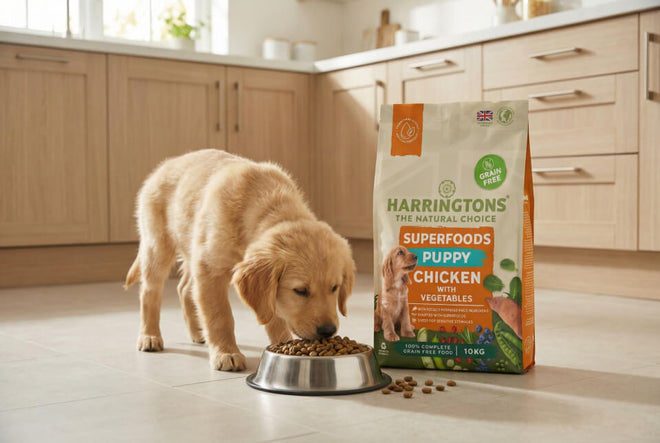 Grain Free Puppy Food | Natural, No Grains | Harringtons – Harringtons ...
