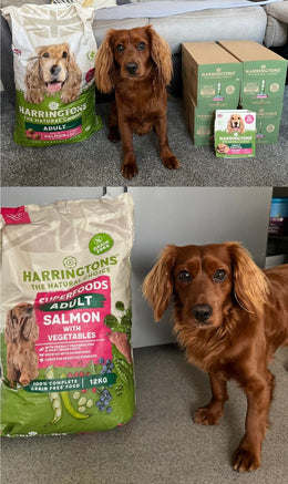 Customer photo from Kelly D.'s review: Loves his salmon wet & dry food