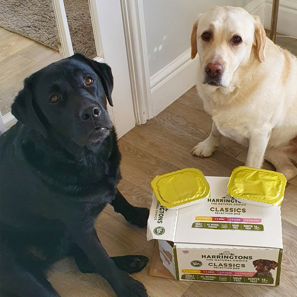 Harringtons Classic Mixed Wet Dog Food Grain Free Bumper Pack