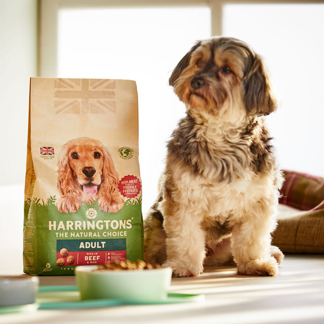 Dog with Harringtons adult dog food