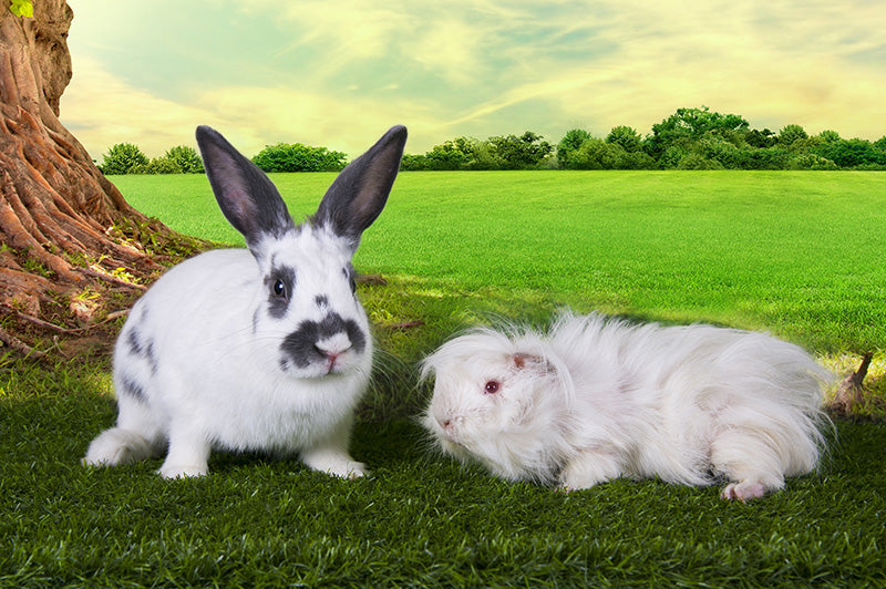 Optimum Guinea Pig & Rabbit Food | Harringtons – Harringtons Pet Food