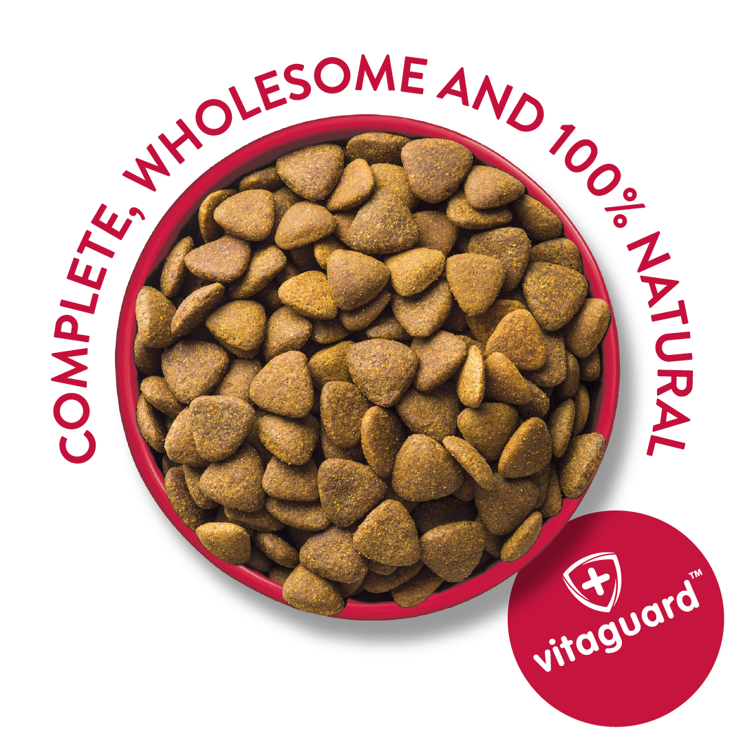 Medium breed dog food best sale